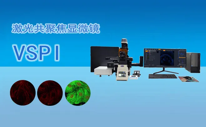 激光共聚焦显微镜样品观察指南：细胞/组织应用
